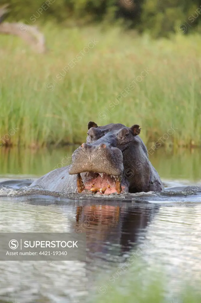 Hippopotamus (Hippopotamus amphibius) adult, aggressive display in water, Kwando Lagoon, Linyanti, Botswana