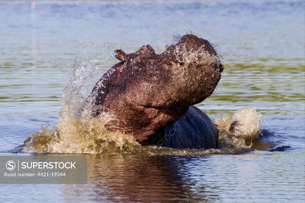 Hippopotamus (Hippopotamus amphibius) adult male, aggressive display in water, Okavango Delta, Botswana