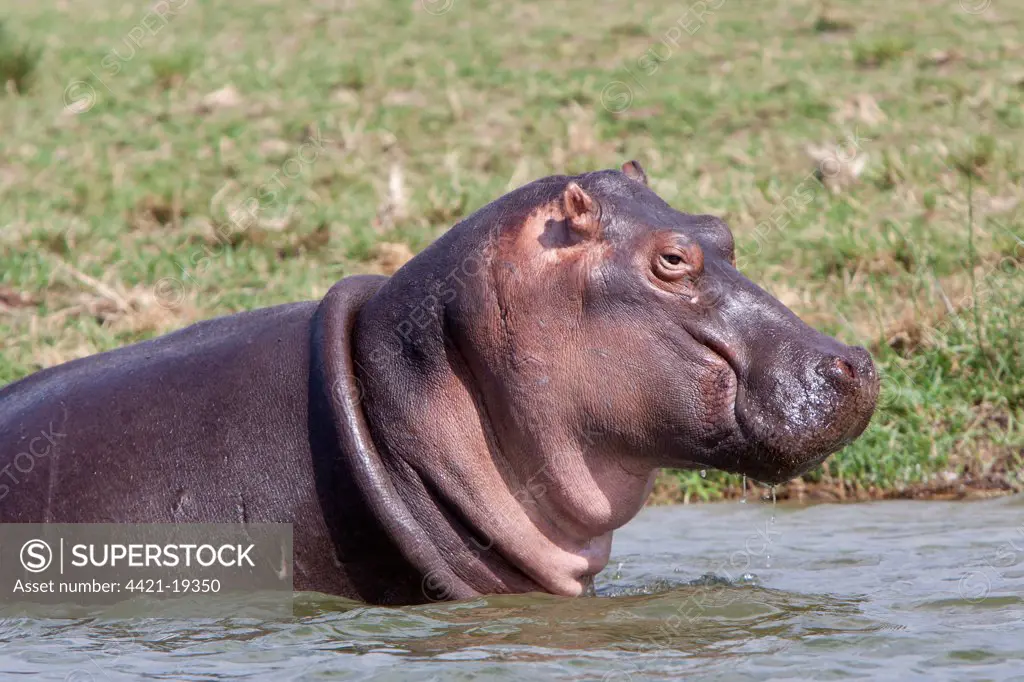 Hippopotamus (Hippopotamus amphibius) adult, close-up of head, standing in water, Queen Elizabeth N.P., Uganda