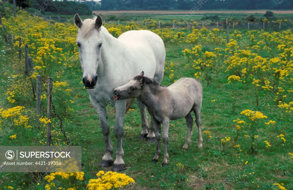 Horse, mare and foal, standing in field with Ragwort (Senecio sp.) very poisoness for horses, England
