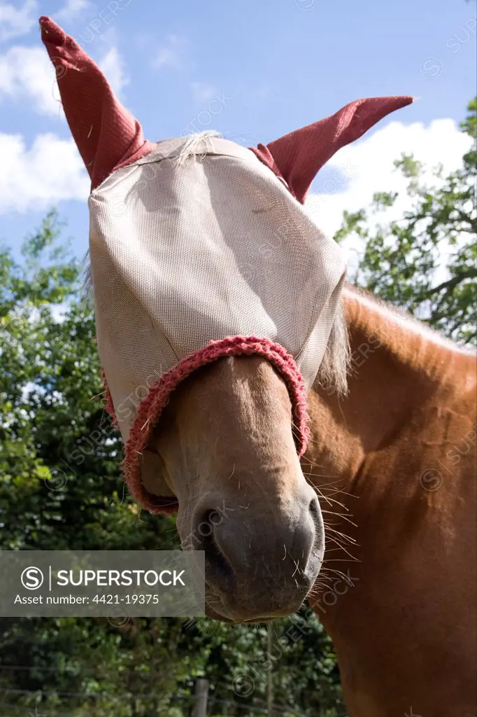 Horse, adult, wearing rambo protector fly mask, close-up of head, England, july