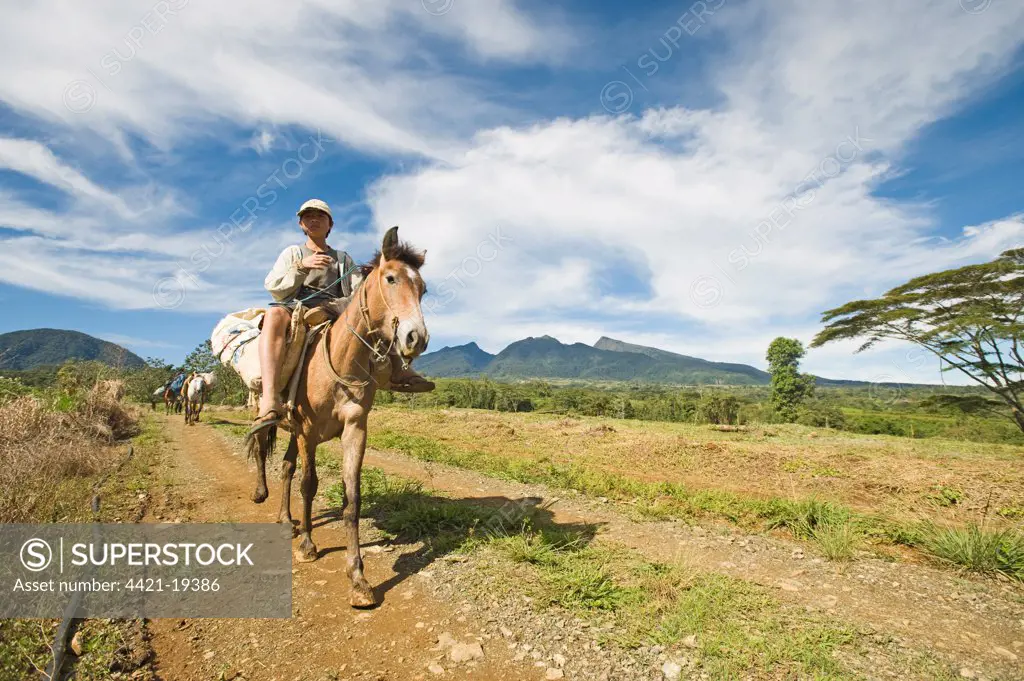 Boy riding pack horse, descending from inactive volcano, Mount Kitanglad, Kitanglad Mountain Range, Mindanao Island, Philippines