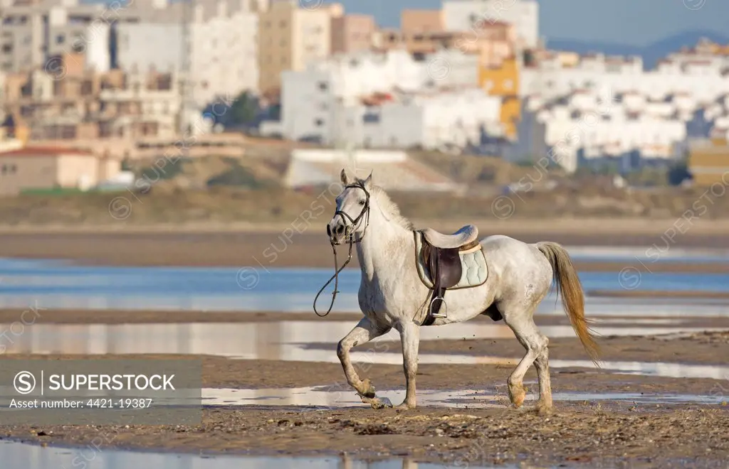 Horse, riderless adult, trotting on beach, Tarifa, Cadiz, Andalusia, Southern Spain, september