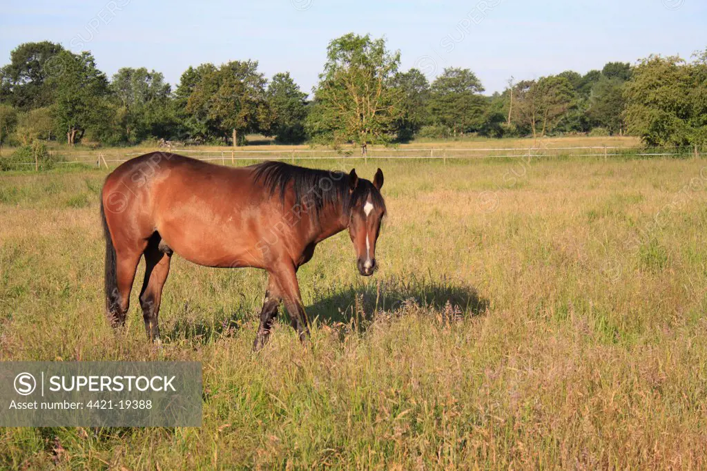Horse, stallion, grazing in paddock with long grass, Roydon, Upper Waveney Valley, Norfolk, England, june
