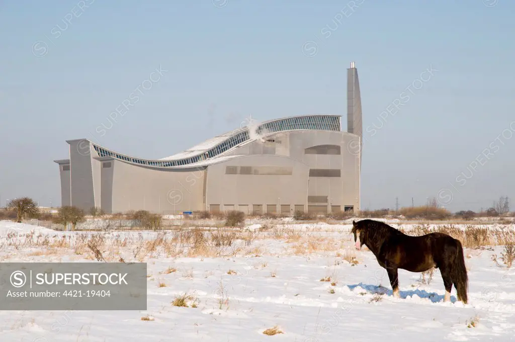 Horse, adult, standing in snow, used for conservation grazing on marshland, with Thames Water sewage sludge incinerator in background, Crossness Nature Reserve, Bexley, Kent, England, february
