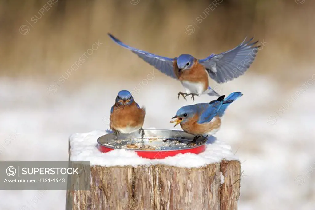 Eastern Bluebird (Sialia sialis) three adult males, feeding on mealworms at garden feeder in snow, U.S.A., winter