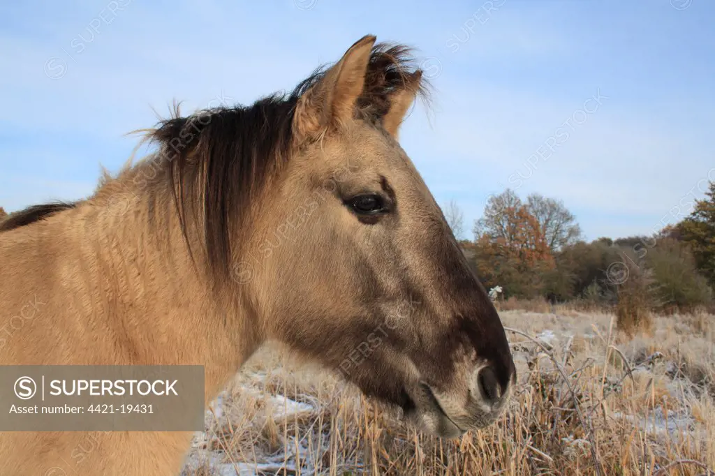 Konik Horse, mare, close-up of head, in snow at edge of fen meadow, used as habitat management in river valley fen, Redgrave and Lopham Fen N.N.R., Waveney Valley, Suffolk, England, november