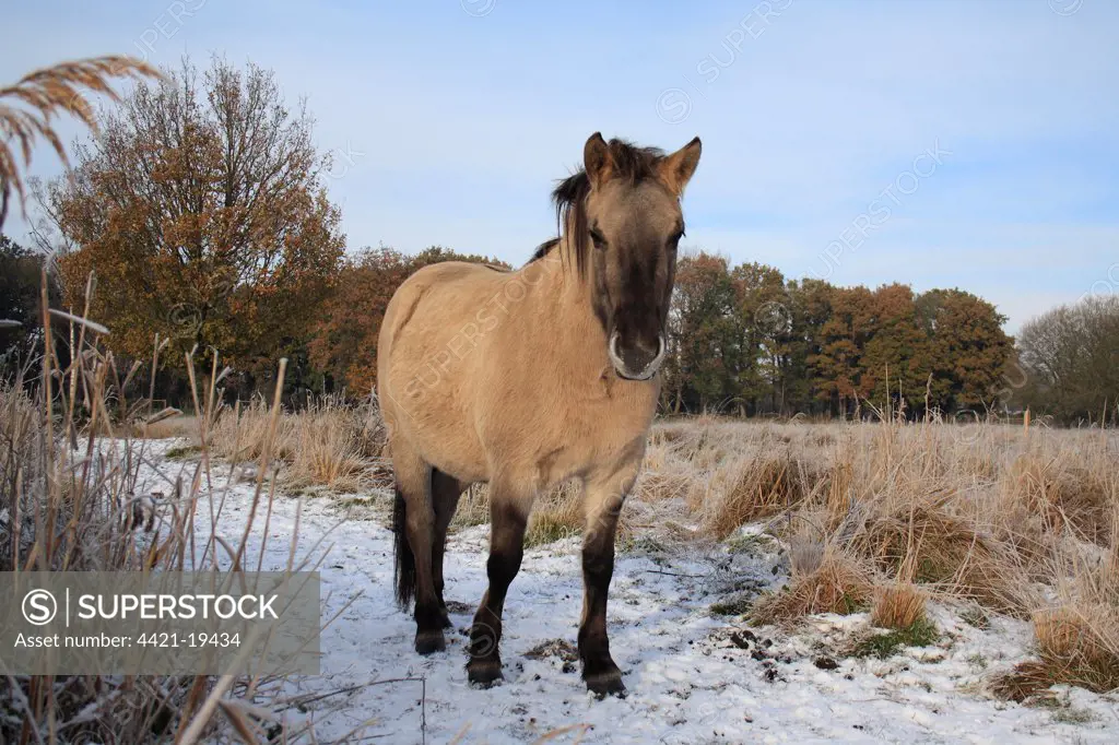 Konik Horse, mare, standing in snow at edge of fen meadow, used as habitat management in river valley fen, Redgrave and Lopham Fen N.N.R., Waveney Valley, Suffolk, England, november