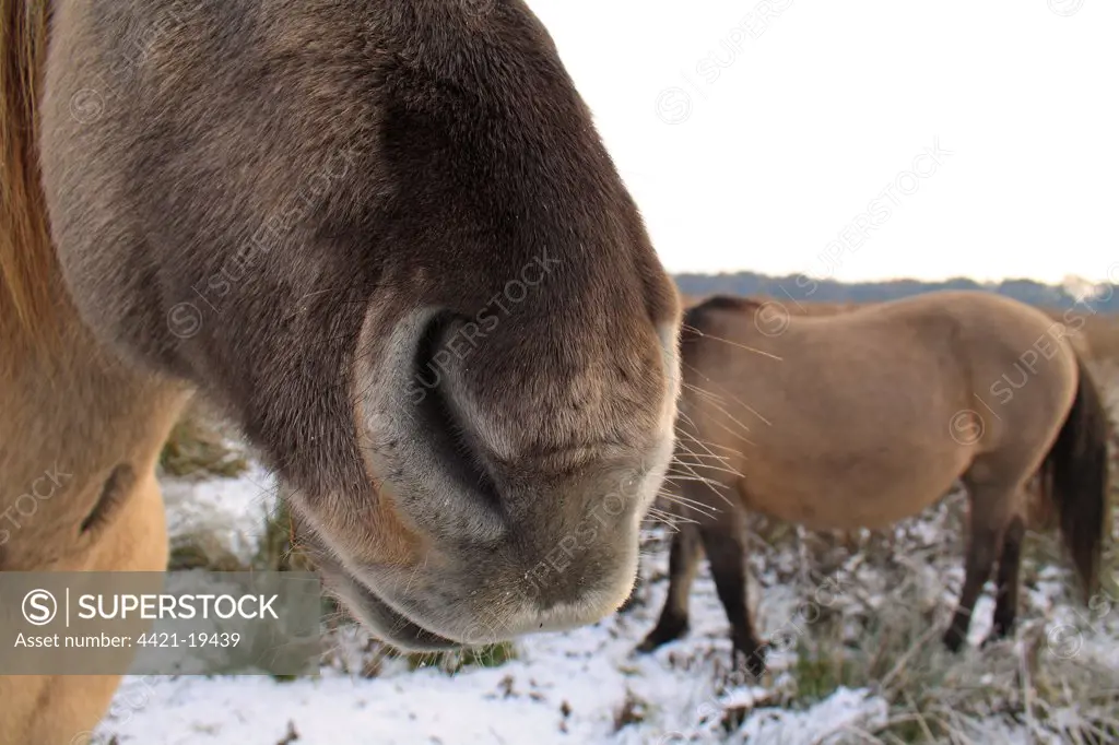 Konik Horse, geldings, close-up of nose, in snow covered river valley fen, Redgrave and Lopham Fen N.N.R., Waveney Valley, Suffolk, England, november
