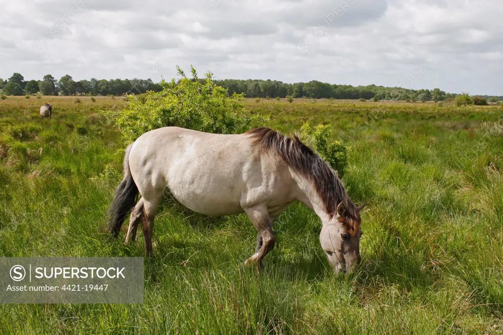 Konik Horse (Equus caballus gemelli) adult, grazing on rushes in river valley fen, Redgrave and Lopham Fen N.N.R., Waveney Valley, Suffolk, England, may