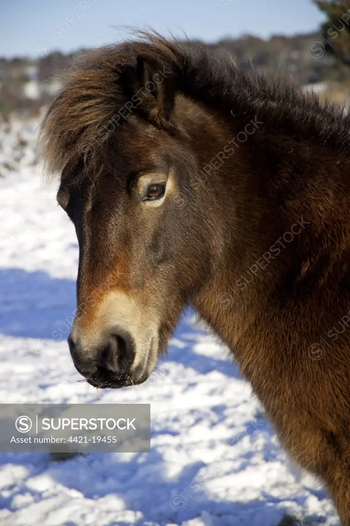 Exmoor Pony, adult, close-up of head, in snow, used for heathland management, Ashdown Forest, East Sussex, England, winter