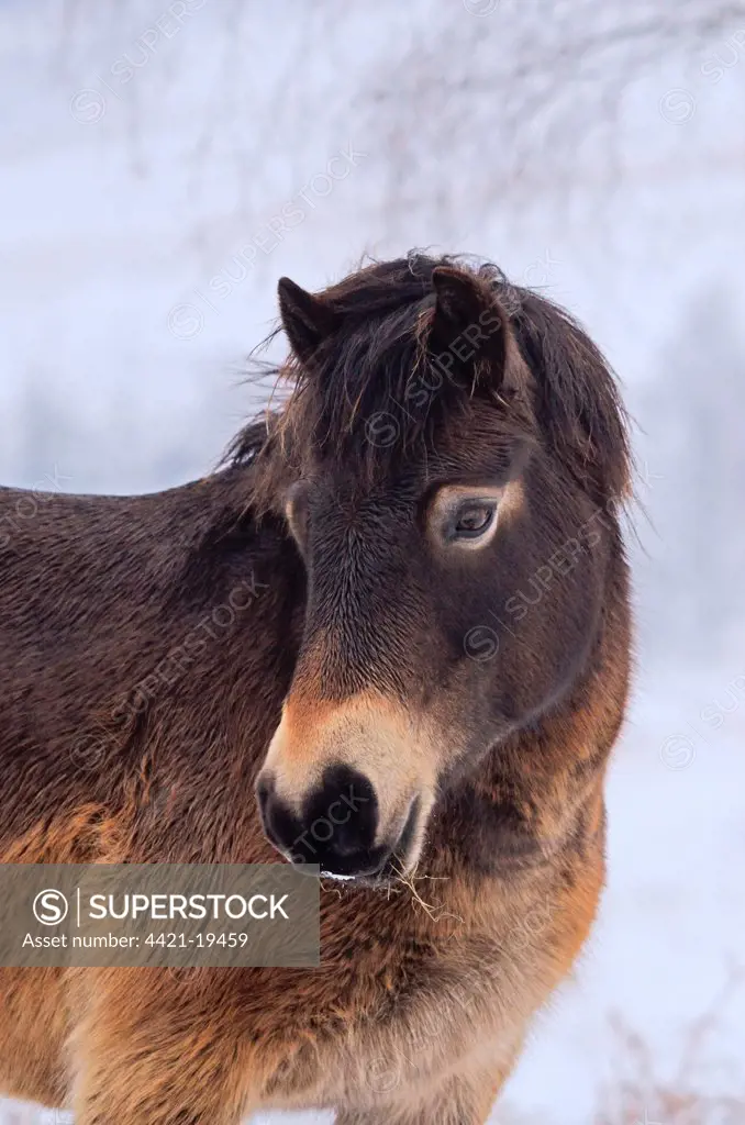 Exmoor Pony, adult, close-up of head, on snow covered heathland, used for conservation grazing, Ashdown Forest, East Sussex, England, february