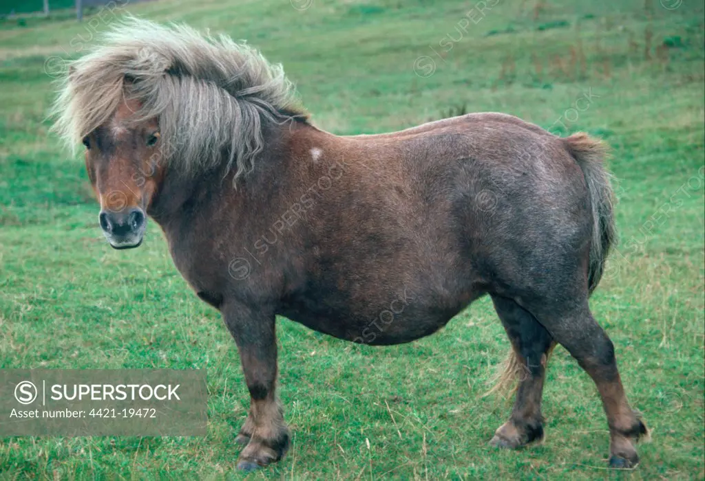 Shetland Pony, adult, standing on grass, Orkney, Scotland