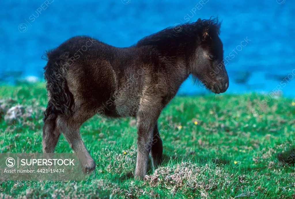 Shetland Pony, foal, standing near coast, Fetlar, Shetland Islands, Scotland