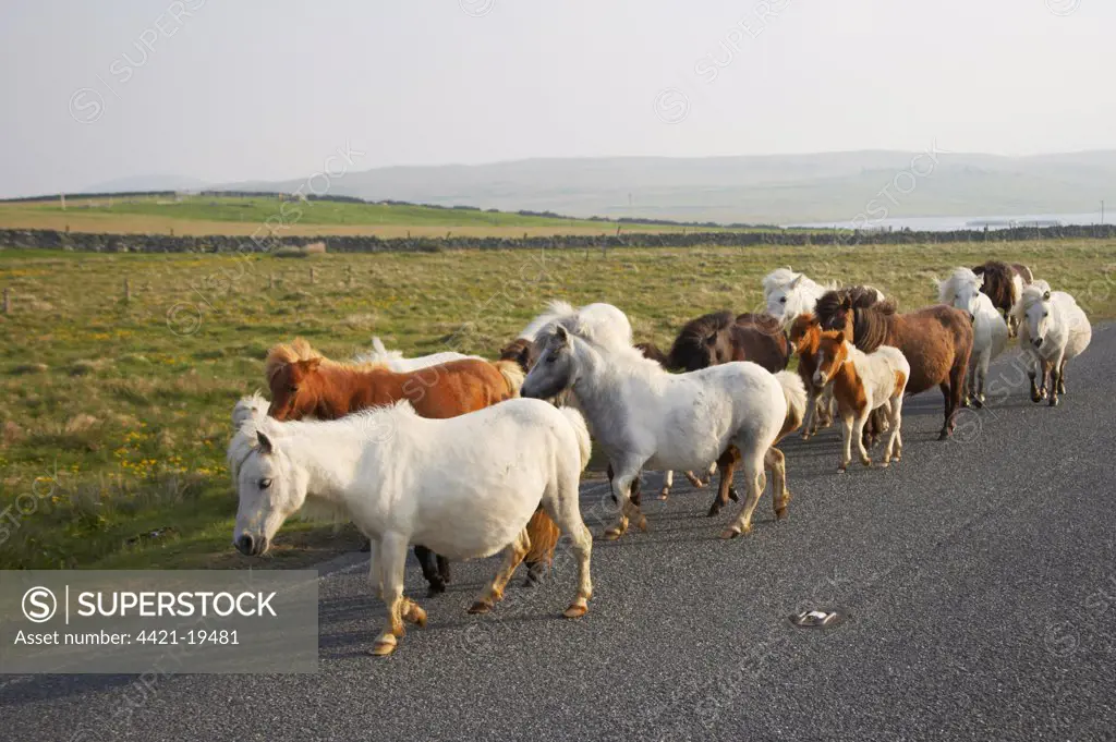 Shetland Pony, mares and foals, herd walking along road, Unst, Shetland Islands, Scotland