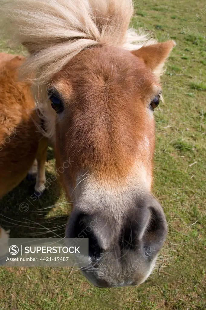 Shetland Pony, adult, close-up of head, England, april