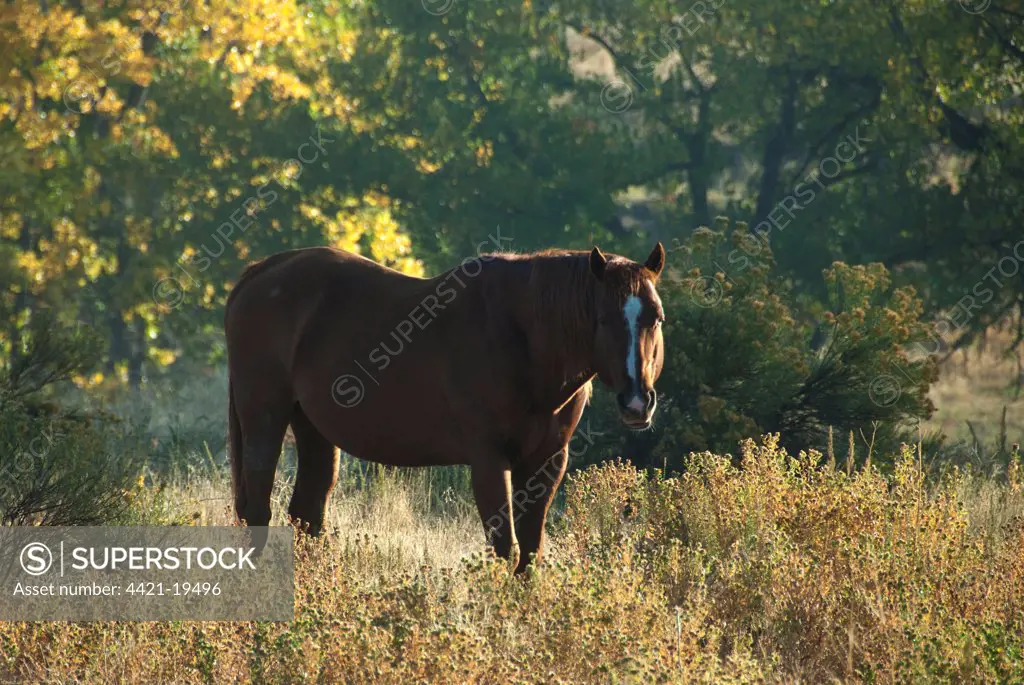 Wild Mustang (Equus caballus) adult, backlit, standing in vegetation, Black Hills Wild Horse Sanctuary, Black Hills, South Dakota, U.S.A., september