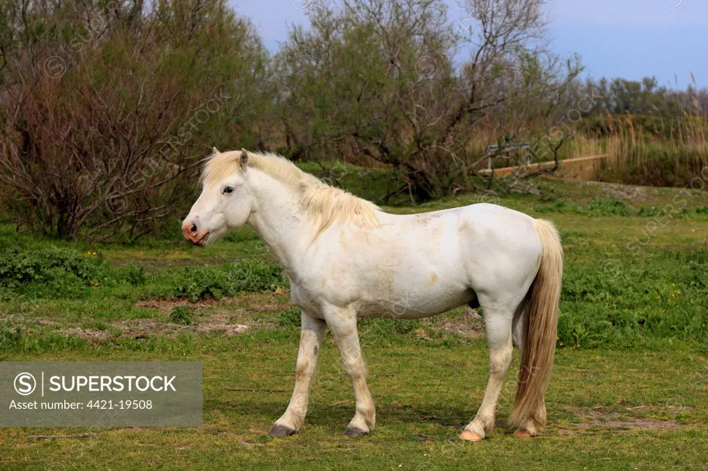Camargue Horse, mare, standing on grass, Saintes Marie de la Mer, Camargue, Bouches du Rhone, France