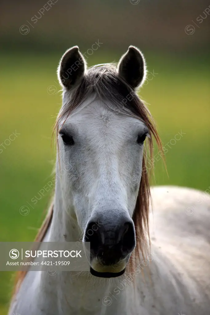 Camargue Horse, mare, close-up of head, backlit, Saintes Marie de la Mer, Camargue, Bouches du Rhone, France