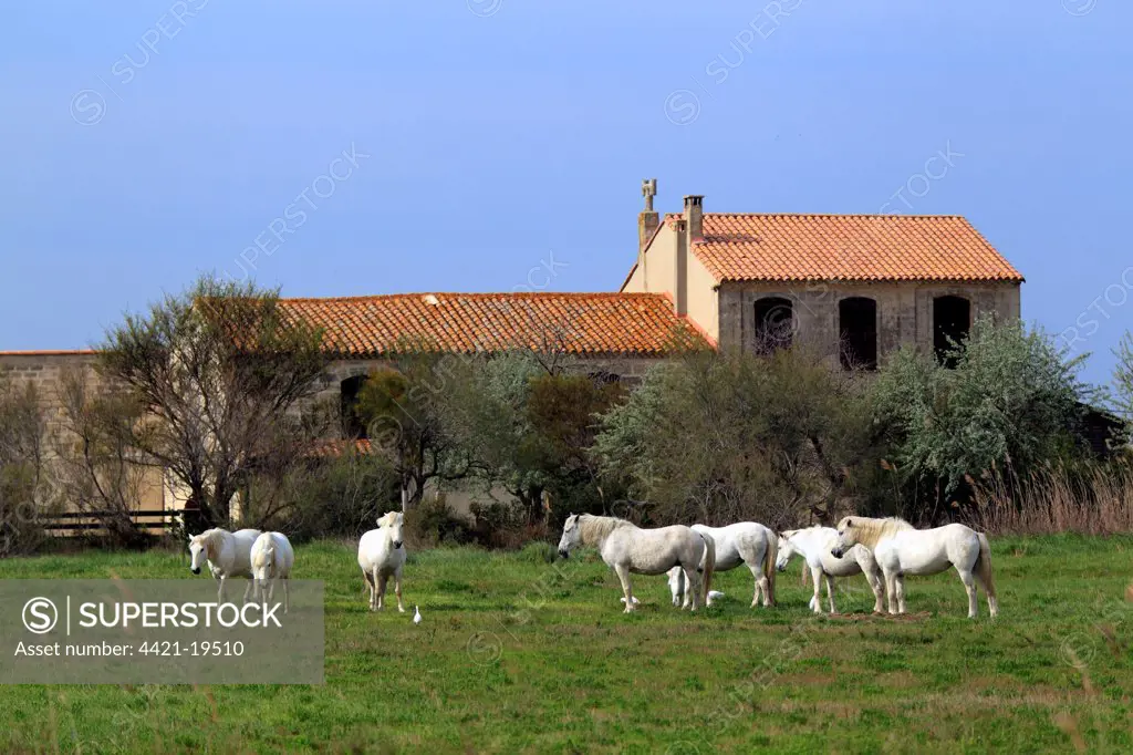 Camargue Horse, herd, standing on grass near building, Saintes Marie de la Mer, Camargue, Bouches du Rhone, France