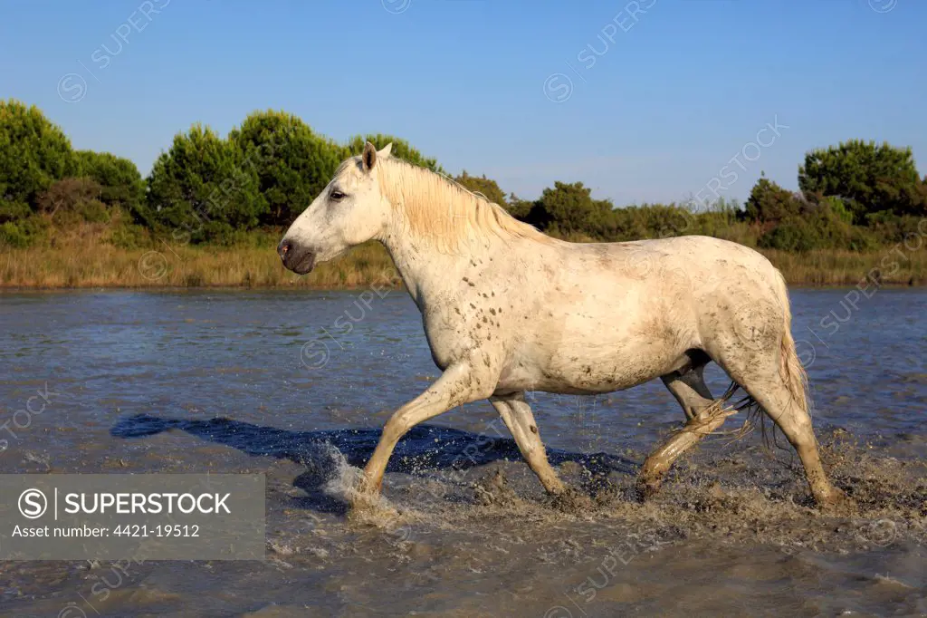Camargue Horse, adult, running in water, Saintes Marie de la Mer, Camargue, Bouches du Rhone, France