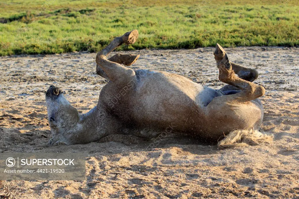 Camargue Horse, adult, rolling in sand, Saintes Marie de la Mer, Camargue, Bouches du Rhone, France