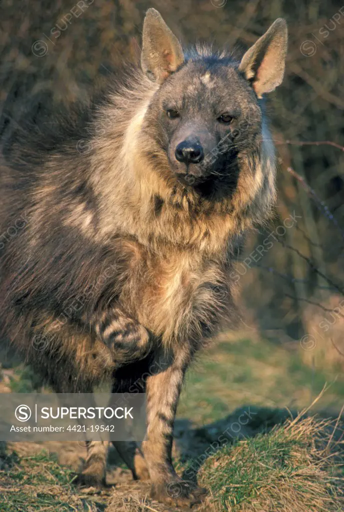 Brown Hyena (Hyaena brunnea) adult female, standing, captive