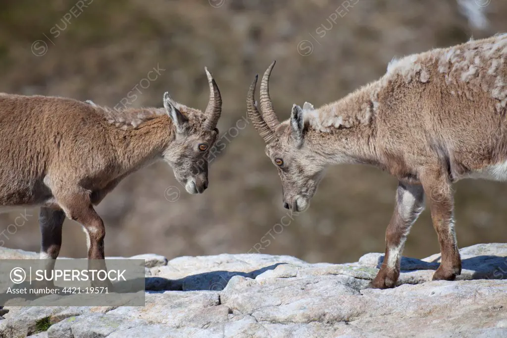 Alpine Ibex (Capra ibex) two immatures, moulting coats, fighting on rocks, Niederhorn, Swiss Alps, Bernese Oberland, Switzerland, may