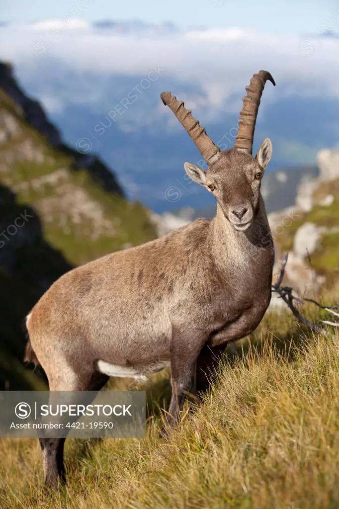 Alpine Ibex (Capra ibex) adult male, standing on slope in alpine meadow, Niederhorn, Swiss Alps, Bernese Oberland, Switzerland, august