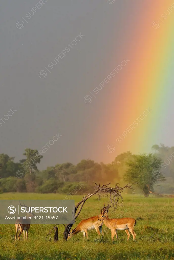 Impala (Aepyceros melampus) and Lechwe (Kobus leche) adults in habitat, with stormclouds and rainbow, Chief's Island, Okavango Delta, Botswana