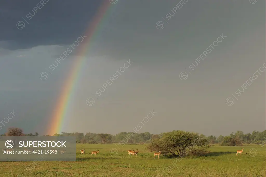 Impala (Aepyceros melampus) and Lechwe (Kobus leche) herd in habitat, with stormclouds and rainbow, Chief's Island, Okavango Delta, Botswana