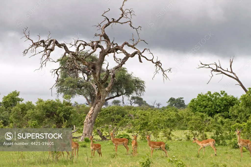 Impala (Aepyceros melampus) adult and immature males, alert herd in habitat, Savute, Chobe N.P., Botswana