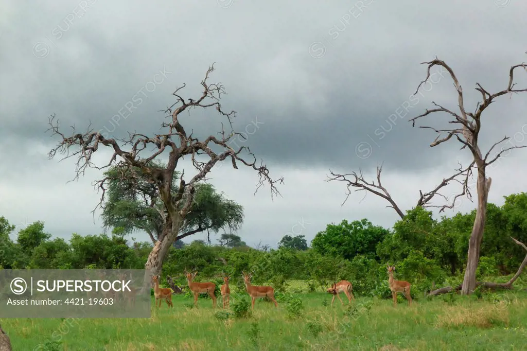 Impala (Aepyceros melampus) adult males, herd standing in habitat, Savute, Chobe N.P., Botswana