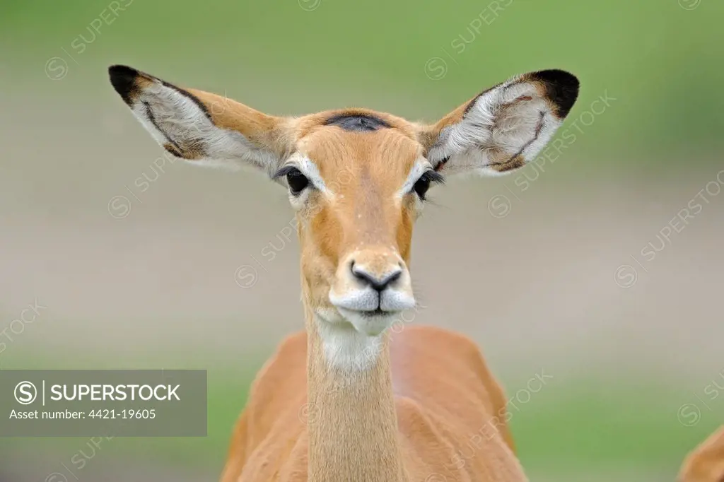 Impala (Aepyceros melampus) immature female, close-up of head, Serengeti N.P., Tanzania