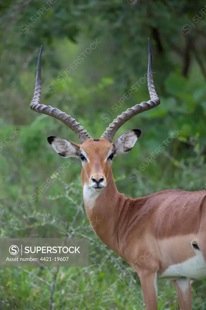 Impala (Aepyceros melampus) adult male, close-up of head and neck, Lake Mburo N.P., Uganda
