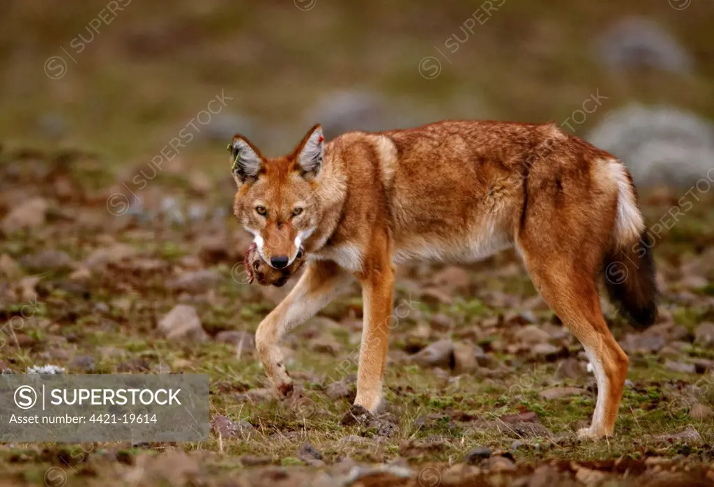 Ethiopian Wolf (Canis simensis) adult, feeding on Giant Mole-rat (Tachyoryctes macrocephalus) prey, Sanetti Plateau, Bale Mountains N.P., Oromia, Ethiopia