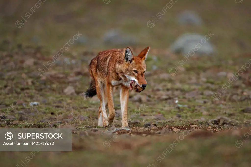 Ethiopian Wolf (Canis simensis) adult, feeding, carrying Giant Mole-rat (Tachyoryctes macrocephalus) prey in mouth, Bale Mountains, Oromia, Ethiopia