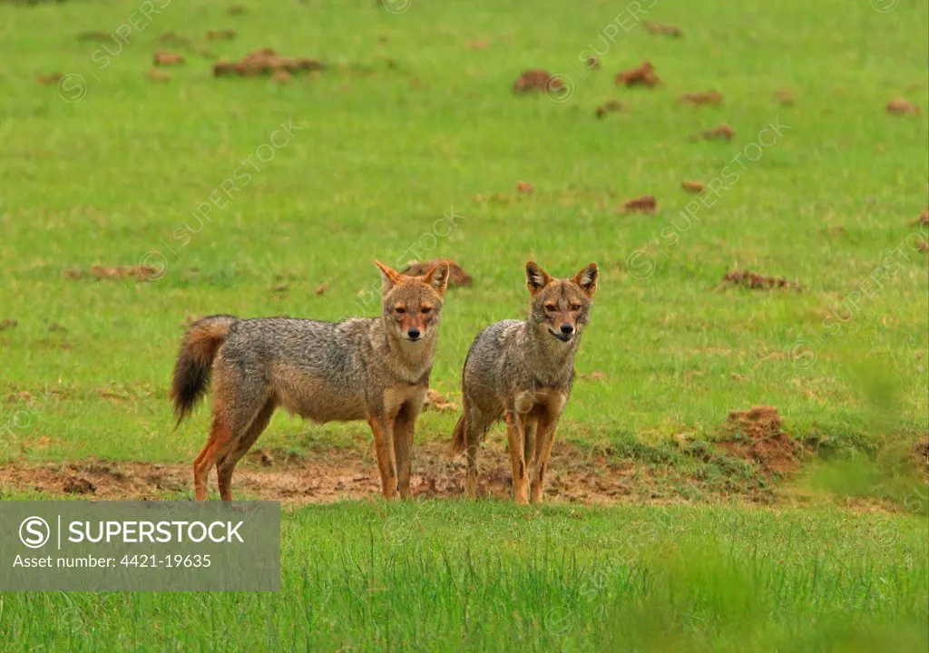 Golden Jackal (Canis aureus) adult pair, standing in grassland, Yala N.P., Sri Lanka, december