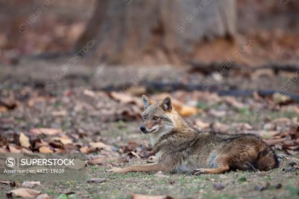Golden Jackal (Canis aureus) adult, resting in forest, Kanha N.P., Madhya Pradesh, India