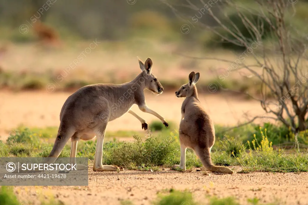 Red Kangaroo (Macropus rufus) adult female with young, standing on bare ground, Sturt N.P., New South Wales, Australia