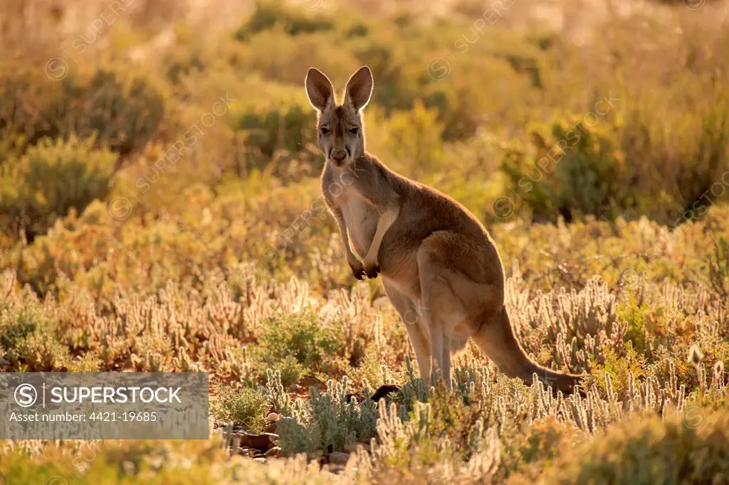 Red Kangaroo (Macropus rufus) adult, backlit, standing in low vegetation, Sturt N.P., New South Wales, Australia