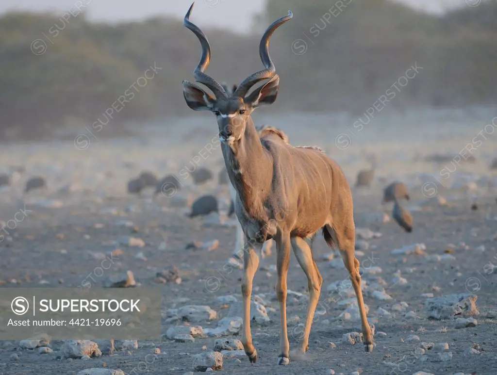 Greater Kudu (Tragelaphus strepsiceros) adult male, approaching waterhole warily, guineafowl in background, Etosha N.P., Kunene, Namibia