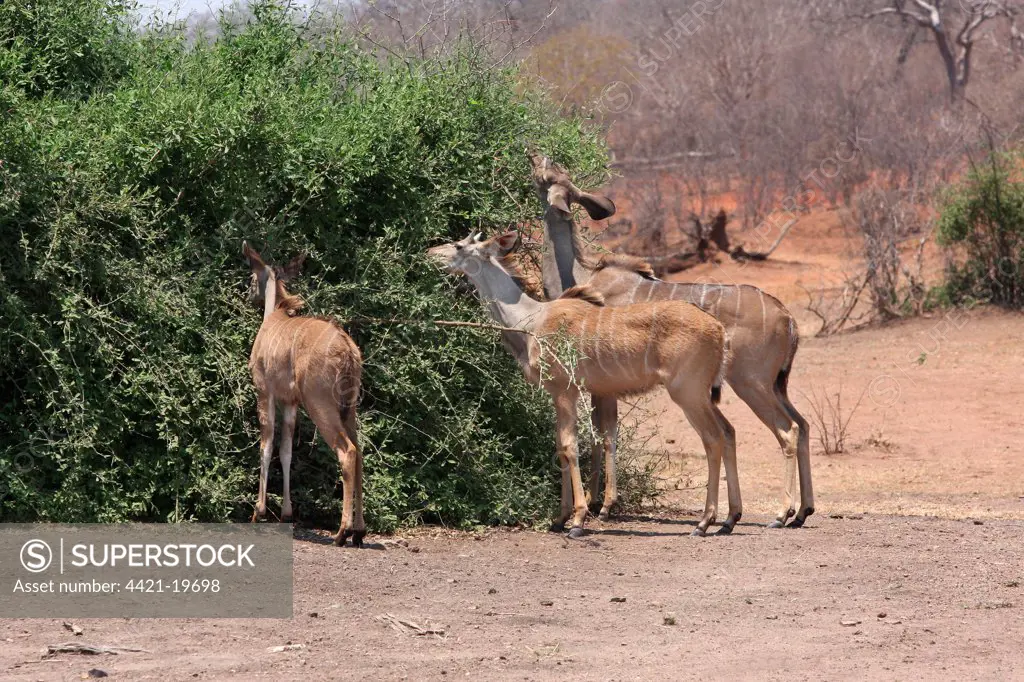 Greater Kudu (Tragelaphus strepsiceros) adult female, immature male and immature female, feeding, browsing on bush, Chobe N.P., Botswana