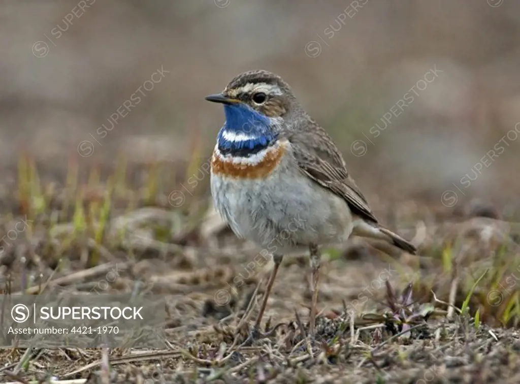White-spotted Bluethroat (Luscinia svecica cyanecula) vagrant, adult male, standing on ground, Finland, may
