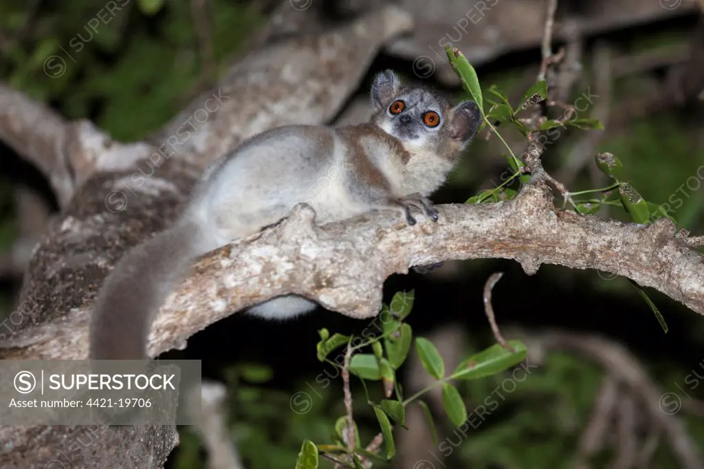White-footed Sportive Lemur (Lepilemur leucopus) adult, sitting on branch at night, Berenty Reserve, Madagascar