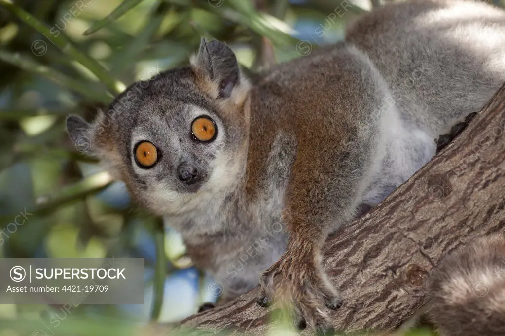 White-footed Sportive Lemur (Lepilemur leucopus) adult, sitting on branch, Berenty Reserve, Madagascar