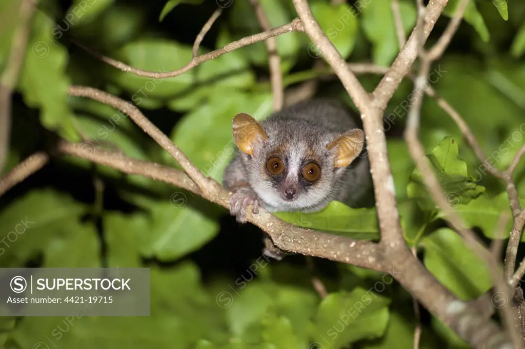 Grey Mouse Lemur (Microcebus murinus) adult, climbing on branches at night, Berenty Reserve, Madagascar