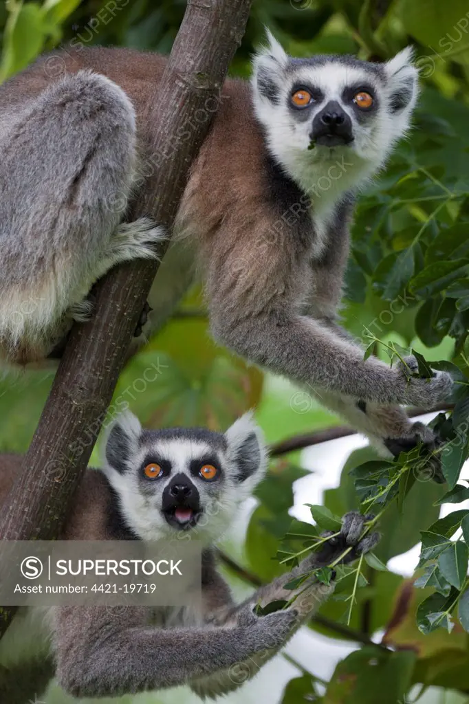Ring-tailed Lemur (Lemur catta) two adults, feeding on leaves in tree, Anja Reserve, Madagascar