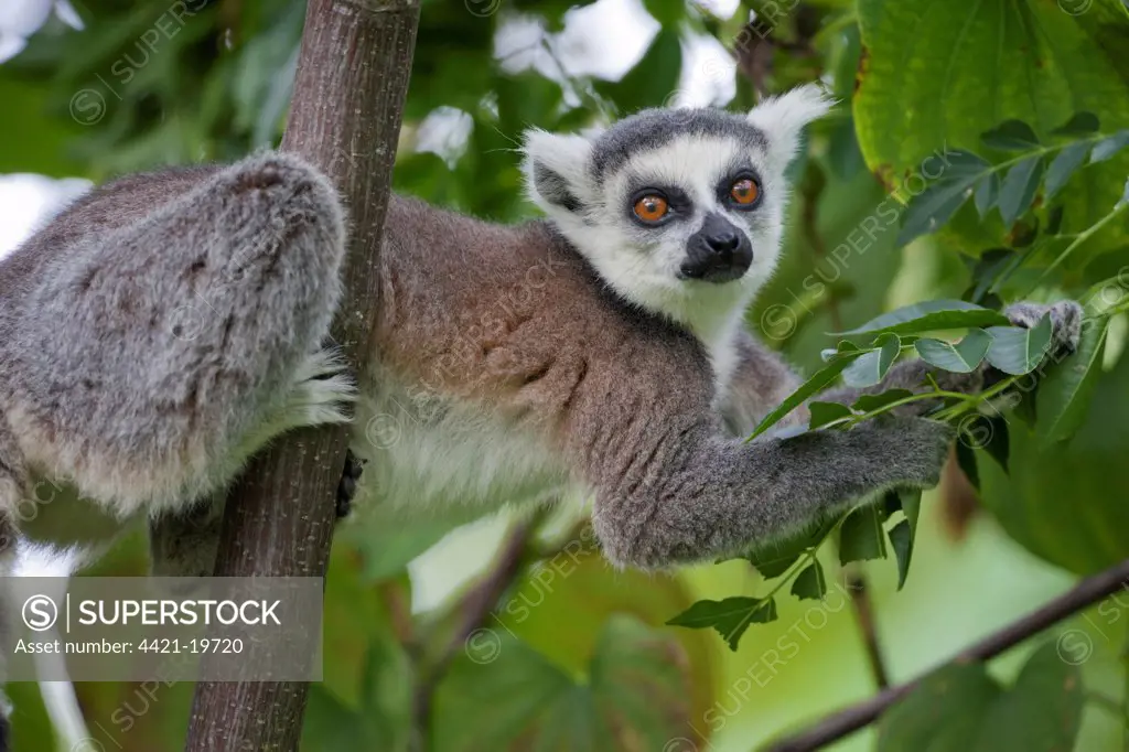 Ring-tailed Lemur (Lemur catta) adult, feeding on leaves in tree, Anja Reserve, Madagascar