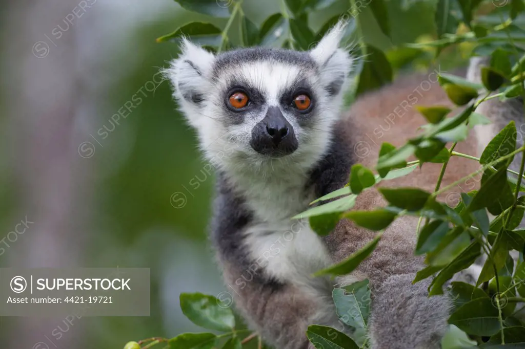 Ring-tailed Lemur (Lemur catta) adult, close-up of head, Anja Reserve, Madagascar